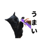 黒猫ちゃんスタンプ（個別スタンプ：11）