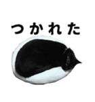黒猫ちゃんスタンプ（個別スタンプ：12）