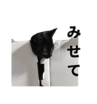 黒猫ちゃんスタンプ（個別スタンプ：13）
