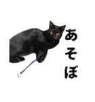 黒猫ちゃんスタンプ（個別スタンプ：16）