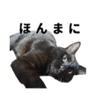 黒猫ちゃんスタンプ（個別スタンプ：17）