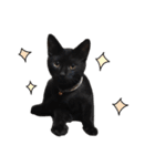 黒猫ちゃんスタンプ（個別スタンプ：18）