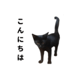 黒猫ちゃんスタンプ（個別スタンプ：20）