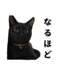 黒猫ちゃんスタンプ（個別スタンプ：21）