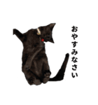 黒猫ちゃんスタンプ（個別スタンプ：22）