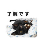 黒猫ちゃんスタンプ（個別スタンプ：23）