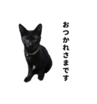 黒猫ちゃんスタンプ（個別スタンプ：24）