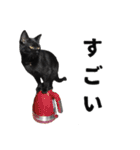 黒猫ちゃんスタンプ（個別スタンプ：25）