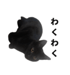 黒猫ちゃんスタンプ（個別スタンプ：27）
