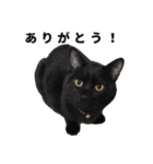 黒猫ちゃんスタンプ（個別スタンプ：29）