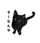 黒猫ちゃんスタンプ（個別スタンプ：30）