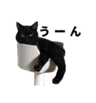 黒猫ちゃんスタンプ（個別スタンプ：31）