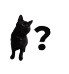 黒猫ちゃんスタンプ（個別スタンプ：32）