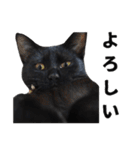黒猫ちゃんスタンプ（個別スタンプ：34）
