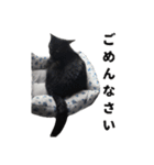 黒猫ちゃんスタンプ（個別スタンプ：35）
