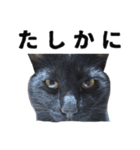 黒猫ちゃんスタンプ（個別スタンプ：37）