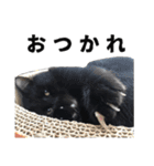 黒猫ちゃんスタンプ（個別スタンプ：38）