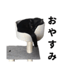 黒猫ちゃんスタンプ（個別スタンプ：39）