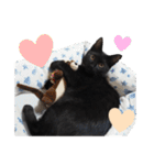 黒猫ちゃんスタンプ（個別スタンプ：40）