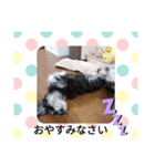 2シュナ（個別スタンプ：3）