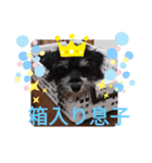 2シュナ（個別スタンプ：4）