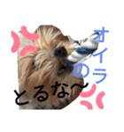 ボスドック（個別スタンプ：5）