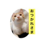 クロ＆ハム太郎（個別スタンプ：2）