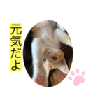 クロ＆ハム太郎（個別スタンプ：3）