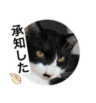 クロ＆ハム太郎（個別スタンプ：11）