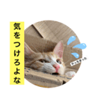 クロ＆ハム太郎（個別スタンプ：12）