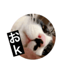 クロ＆ハム太郎（個別スタンプ：23）
