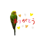 my little birds 2（個別スタンプ：1）
