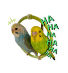 my little birds 2（個別スタンプ：3）