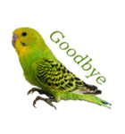 my little birds 2（個別スタンプ：9）