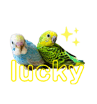 my little birds 2（個別スタンプ：15）