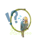 my little birds 2（個別スタンプ：16）