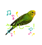 my little birds 2（個別スタンプ：20）