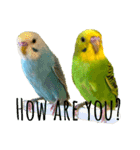 my little birds 2（個別スタンプ：22）