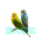 my little birds 2（個別スタンプ：24）
