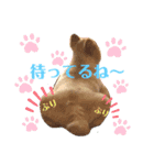 かわいいチワワとポメ❤︎ぽんた＆むぅ（個別スタンプ：4）
