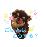 かわいいチワワとポメ❤︎ぽんた＆むぅ（個別スタンプ：12）