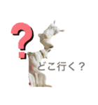 カイ＆むぅ（個別スタンプ：13）