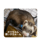 ふぇれはむず7（個別スタンプ：16）
