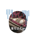 ふぇれはむず7（個別スタンプ：19）