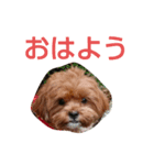 チップのかわいいスタンプ4（個別スタンプ：1）