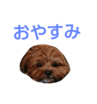 チップのかわいいスタンプ4（個別スタンプ：2）