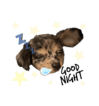 AneLoveすたんぷ(チワックス)（個別スタンプ：6）
