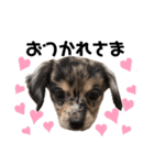 AneLoveすたんぷ(チワックス)（個別スタンプ：9）