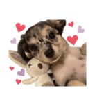 AneLoveすたんぷ(チワックス)（個別スタンプ：15）