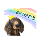 AneLoveすたんぷ(チワックス)（個別スタンプ：16）